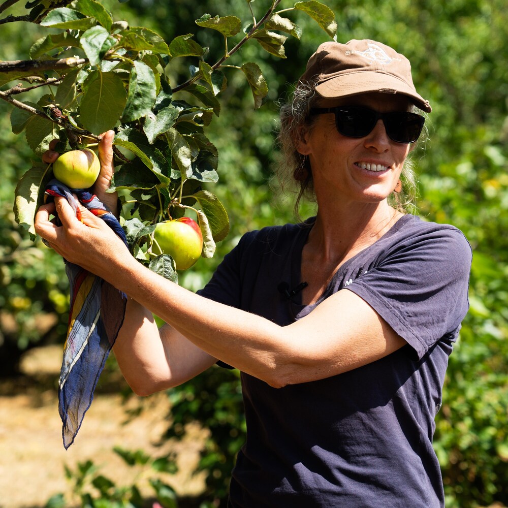 Fiona Hamersley sèche des pommes accrochée a leur pommier avec un foulard, à la ferme Metchosin, dans le sud de l'île de Vancouver, en août 2024.