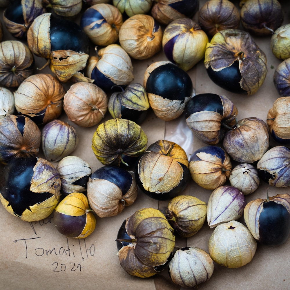 Des tomatilles posées sur un papier brun sur lequel est écrit « tomatillo 2024 », à la ferme Metchosin, dans le sud de l'île de Vancouver, en août 2024.