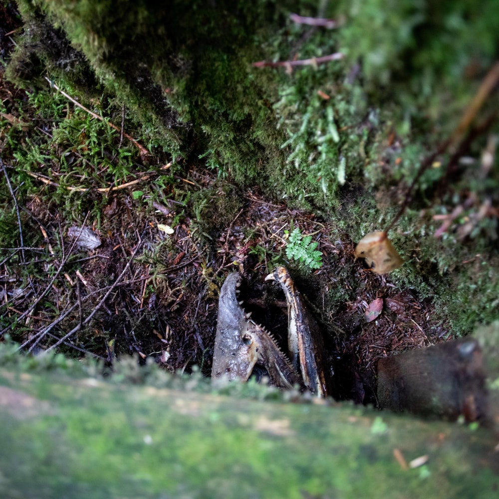 La tête d'un poisson mort sous une bûche, dans la forêt, près de Klemtu, en Colombie-Britannique, en octobre 2023.