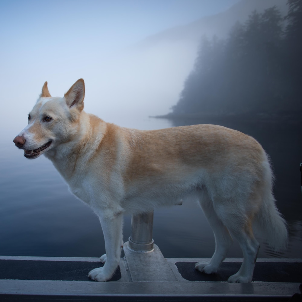 Un chien sur le pont d'un bateau dans un fjord embrumé, près de Klemtu, en Colombie-Britannique, en octobre 2023.
