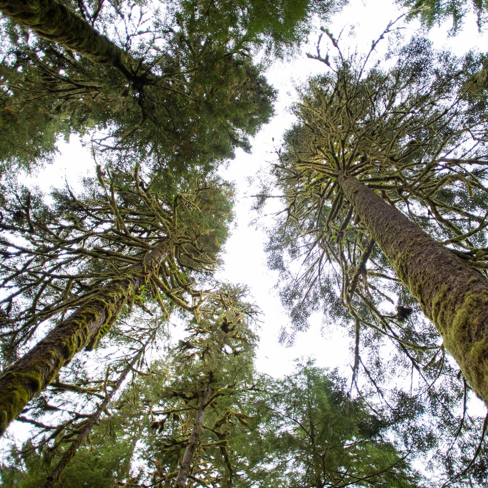 Des arbres dans une forêt en contre plongée, près de Klemtu, en Colombie-Britannique, en octobre 2023.