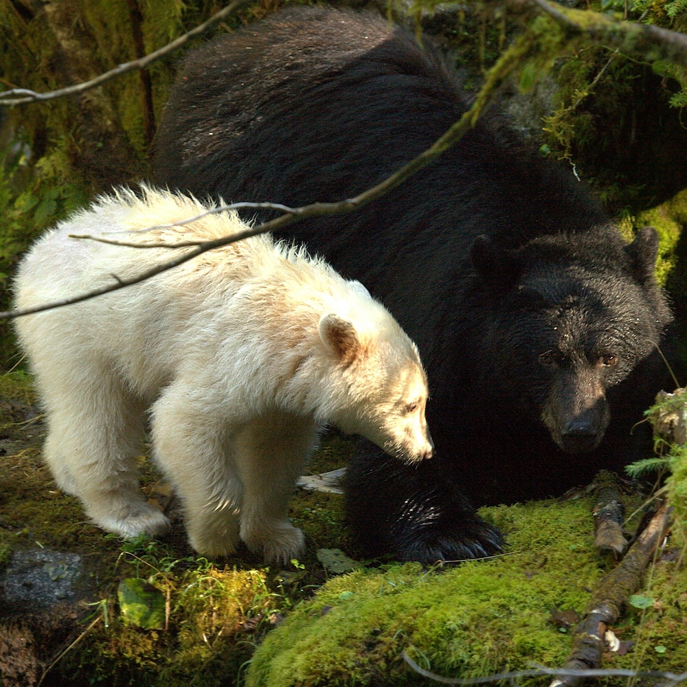 Une maman ours et son petit qui a le gène de l'ours esprit.