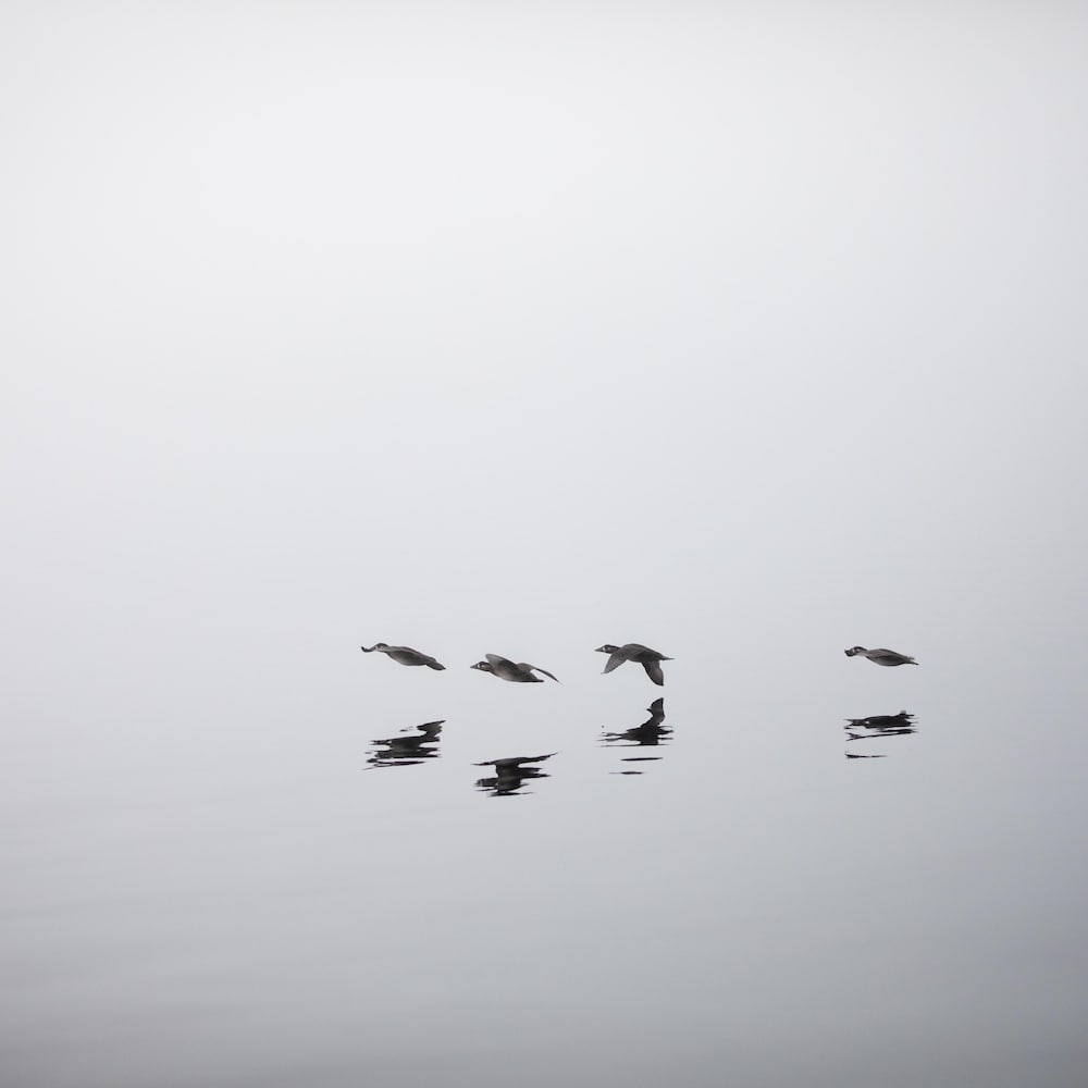 Des oiseaux en vole avec leur reflet sur l'eau, près de Klemtu, en Colombie-Britannique, en octobre 2023.