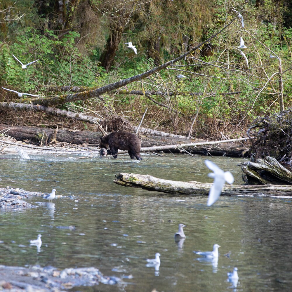 Un ours en train de traverser la rivière, entouré de mouette en vole, près de Klemtu, en Colombie-Britannique, en octobre 2023.
