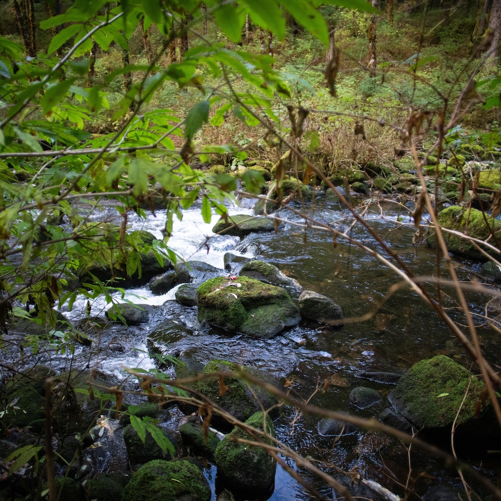 Une rivière entre les arbres, près de Klemtu, en Colombie-Britannique, en octobre 2023.