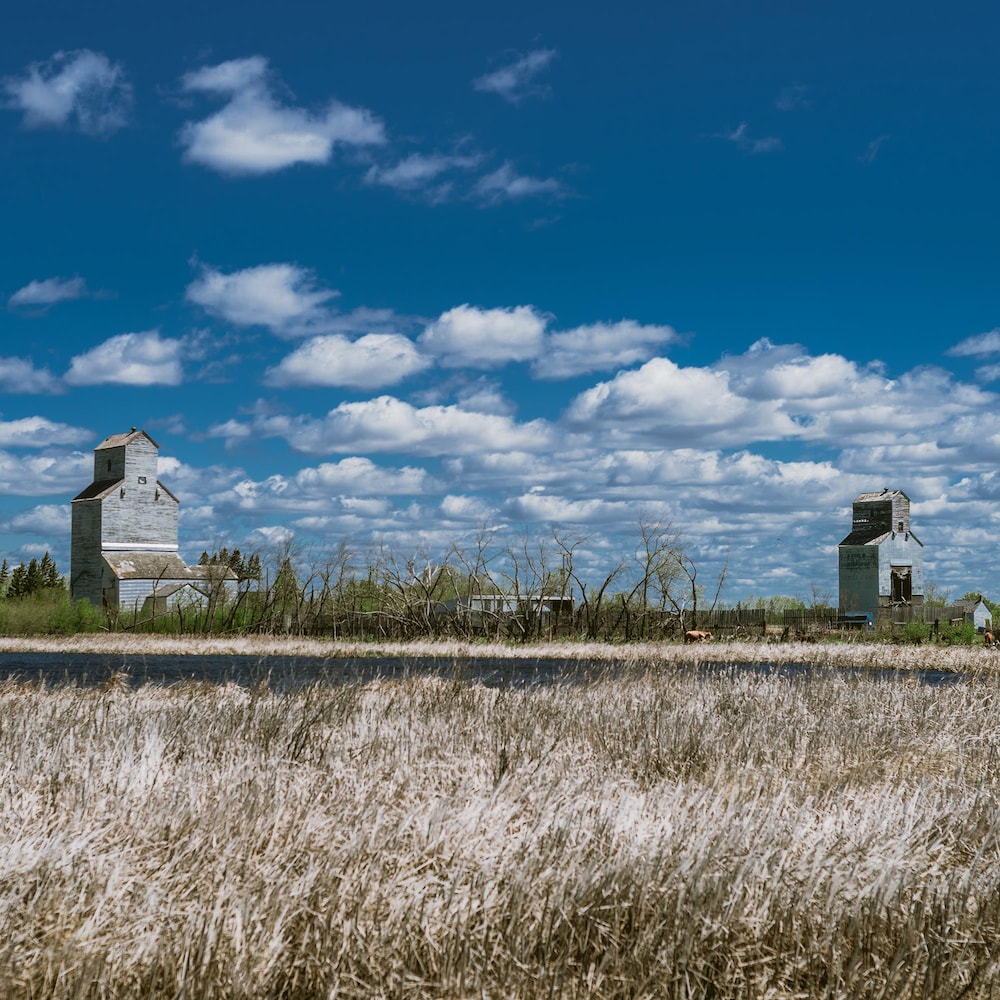 Un champ d'herbes jaunit par le soleil, dans le fond un silo à grain, à McConnell au Manitoba, début mai 2022.
