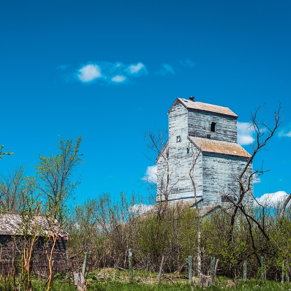 De petits arbres et un vieux silo à grain, à Snowflake au Manitoba, début mai 2022.