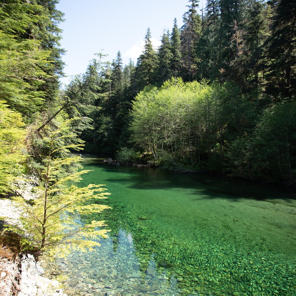 Une rivière d'un vert éclatant dans un paysage forestier.