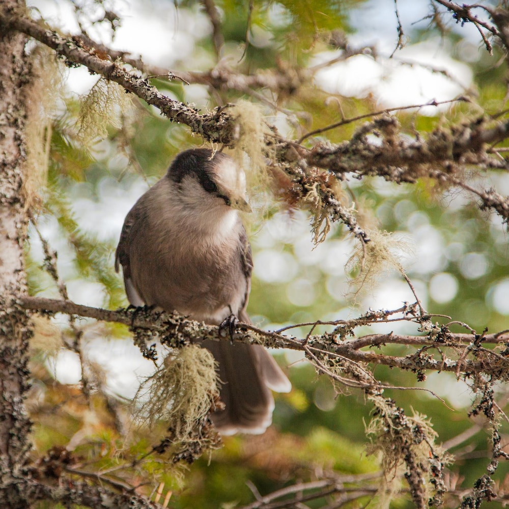 Un oiseau aux teintes de blanc, gris et noir est perché sur une branche.