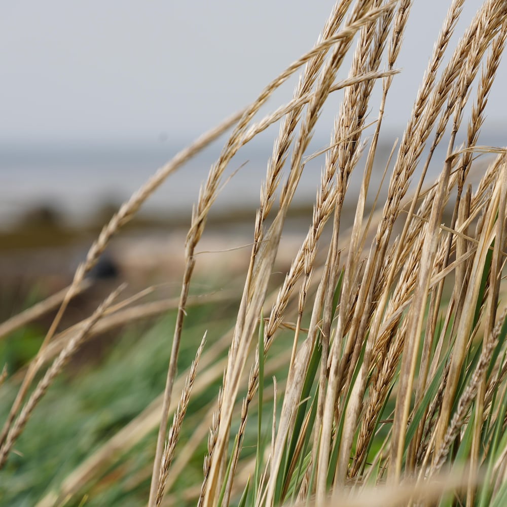 Des herbes sur le bord d'un étendu d'eau à l'arrière-plan. 