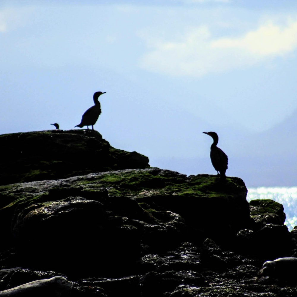 Des cormorans sur des rochers.