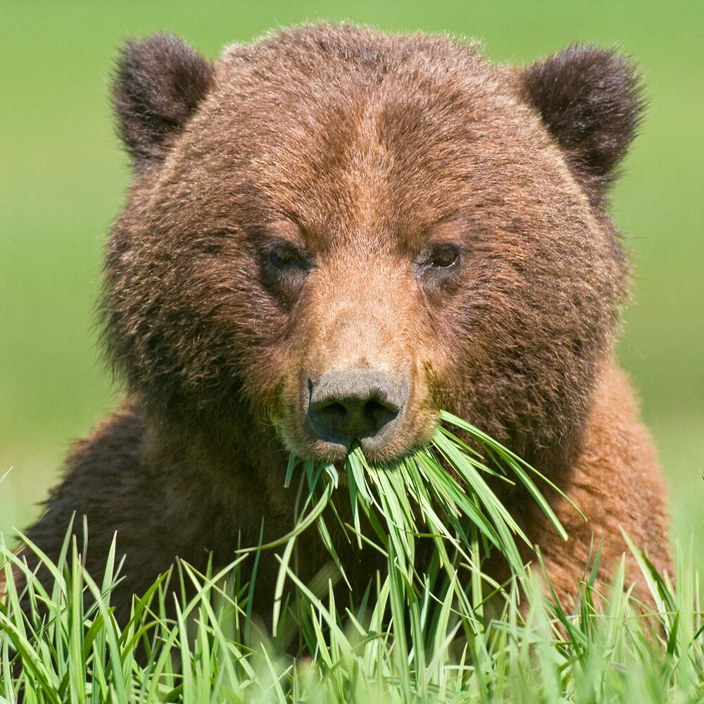 Gros plan de la tête d’un grizzly qui mange de l’herbe.