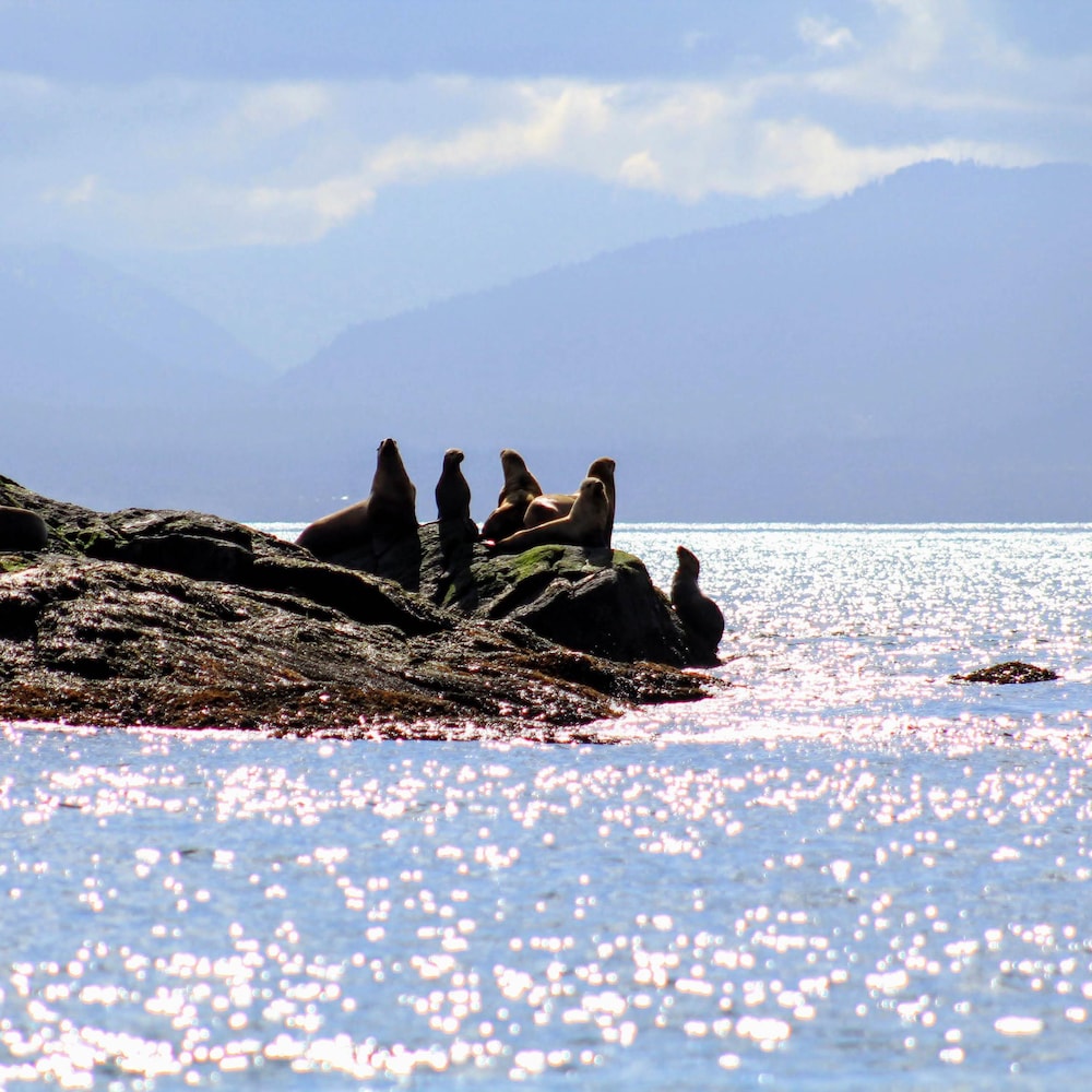 Des lions de mer sur des rochers.