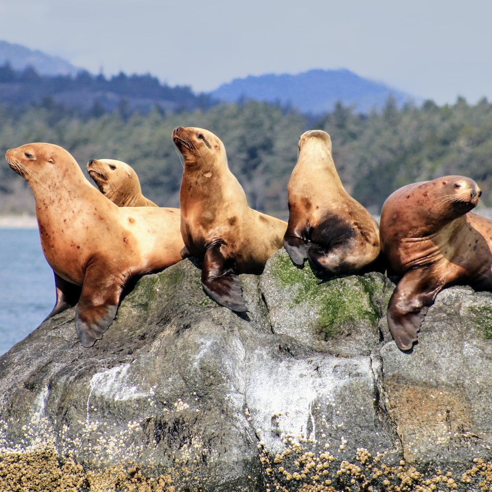 Des lions de mer sur un rocher au milieu de l'eau.