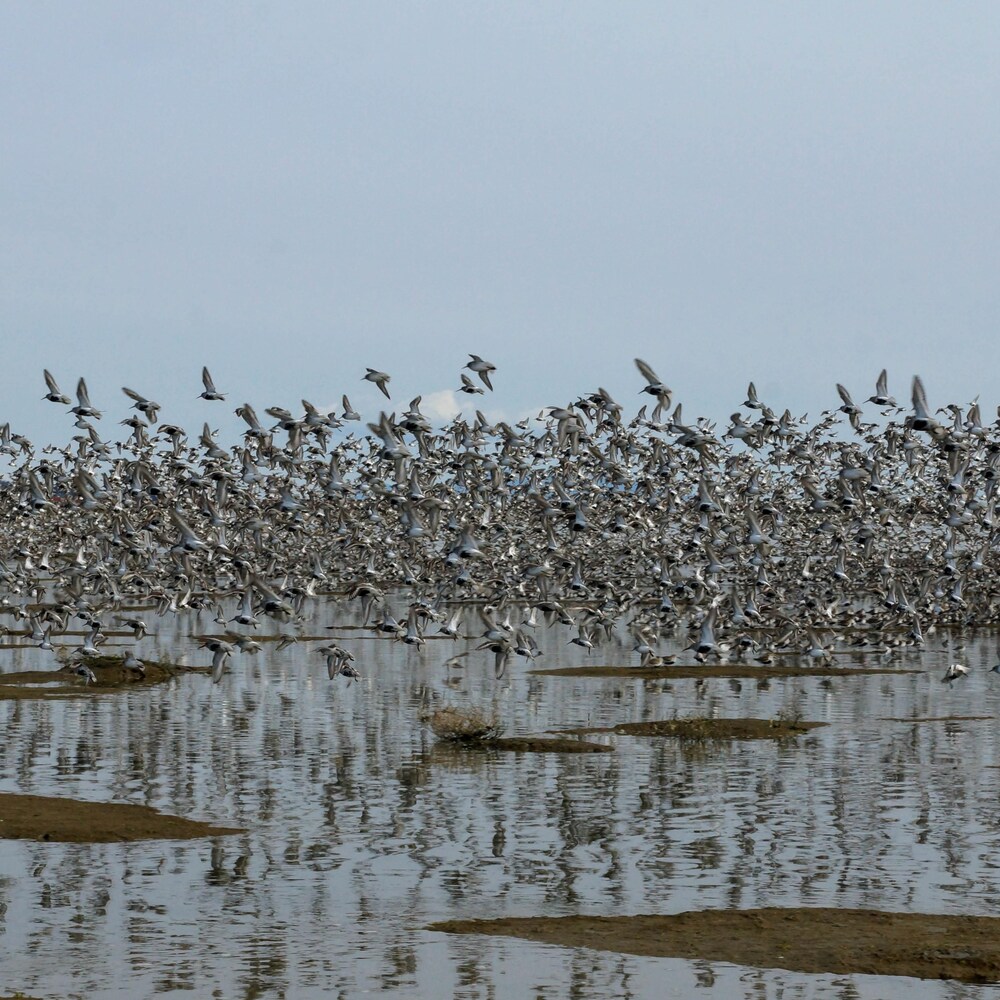 Des oiseaux s'envolent d'une vasière.