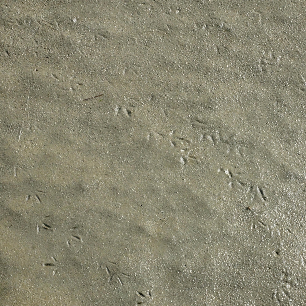 Des traces de pas d'oiseaux dans la vase.