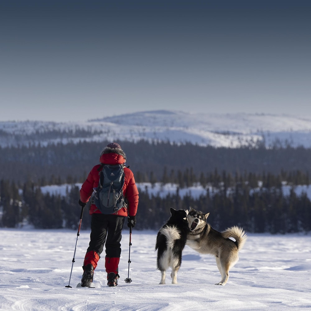 Chantale Dufour, pose de dos alors qu'elle est en ski de fond avec ses deux chiens husky. 