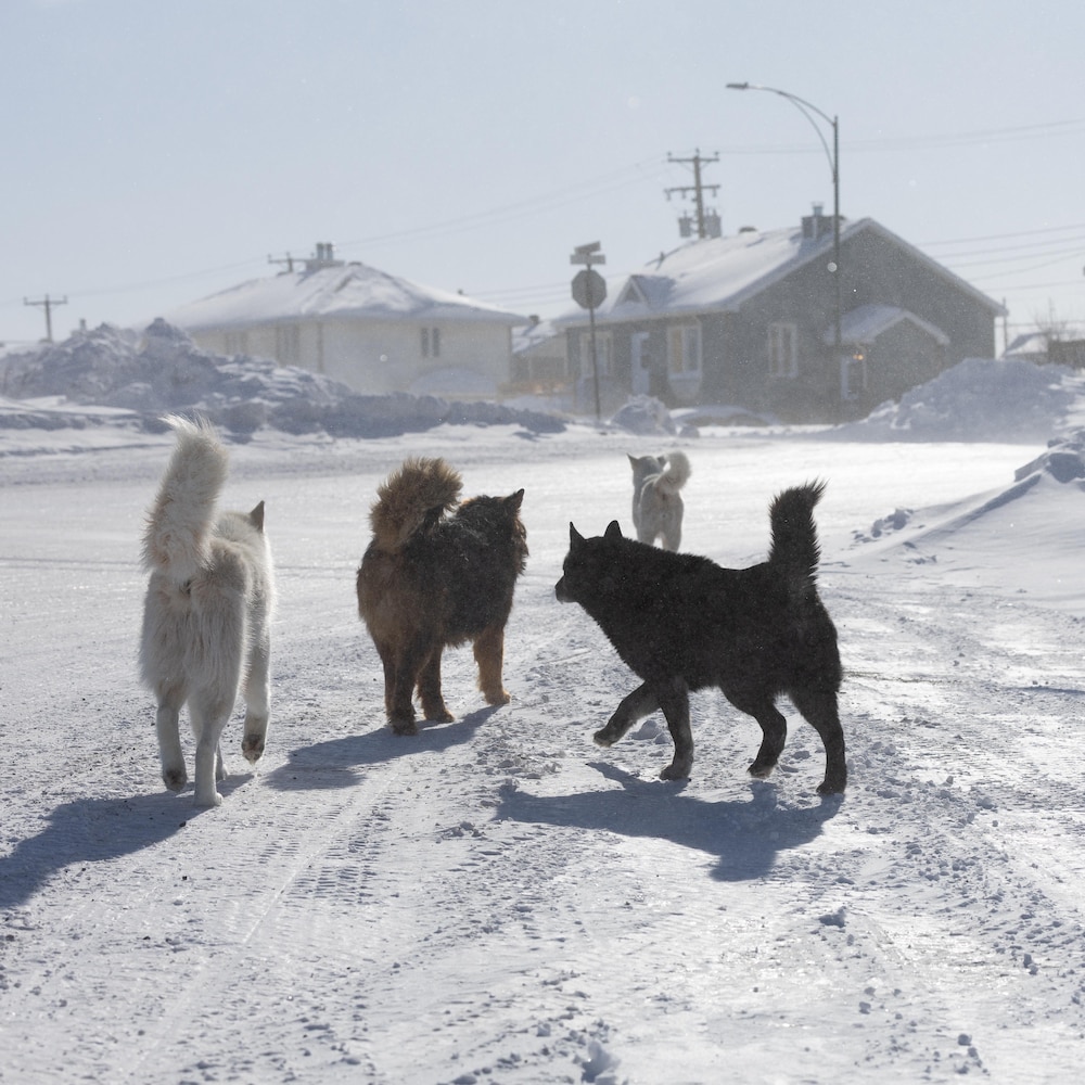 Un groupe de chiens Huskys marchent dans une rue résidentielle en plein hiver.