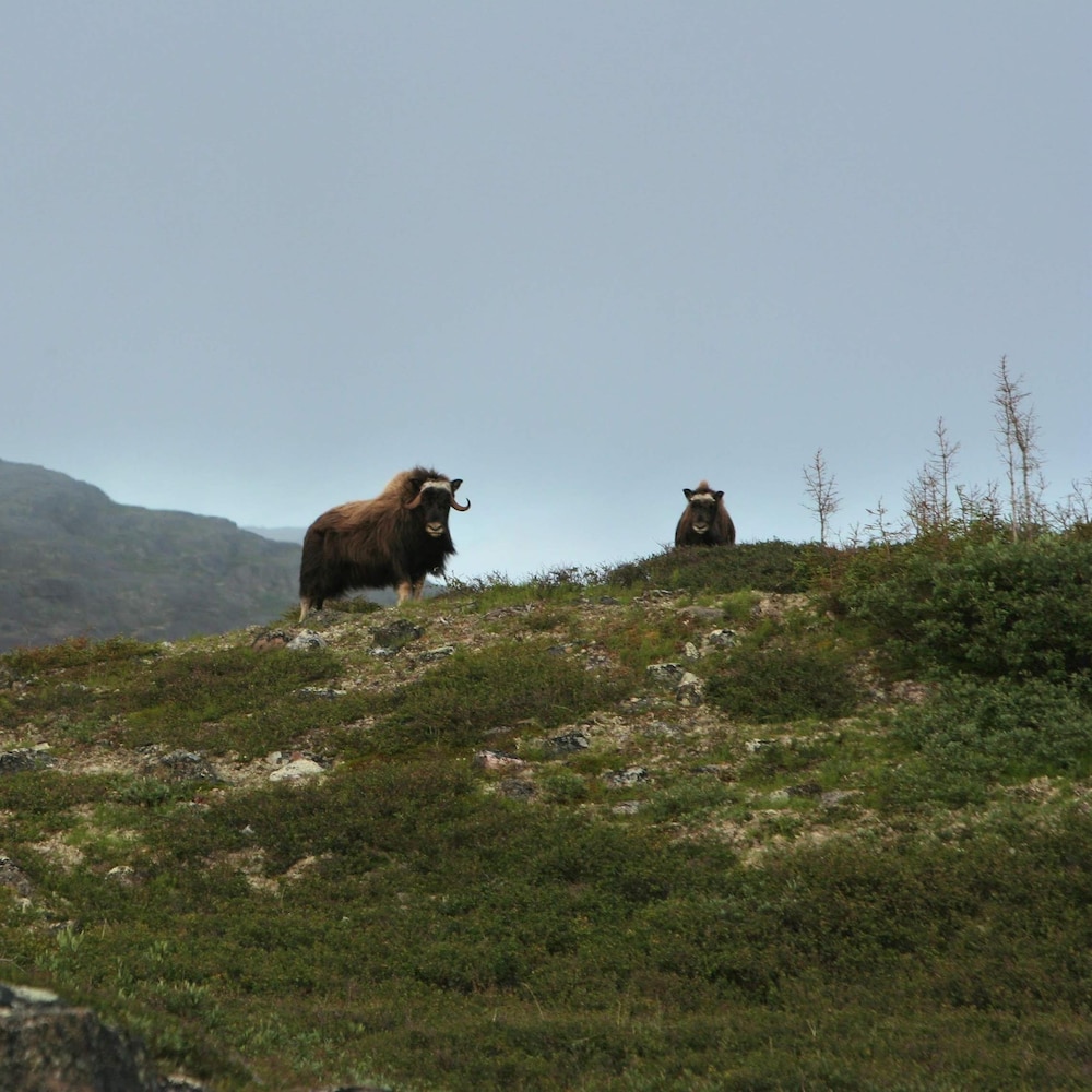 Deux boeufs sont juchés sur le haut d'une colline. En arrière d'eux, on aperçoit une montagne.