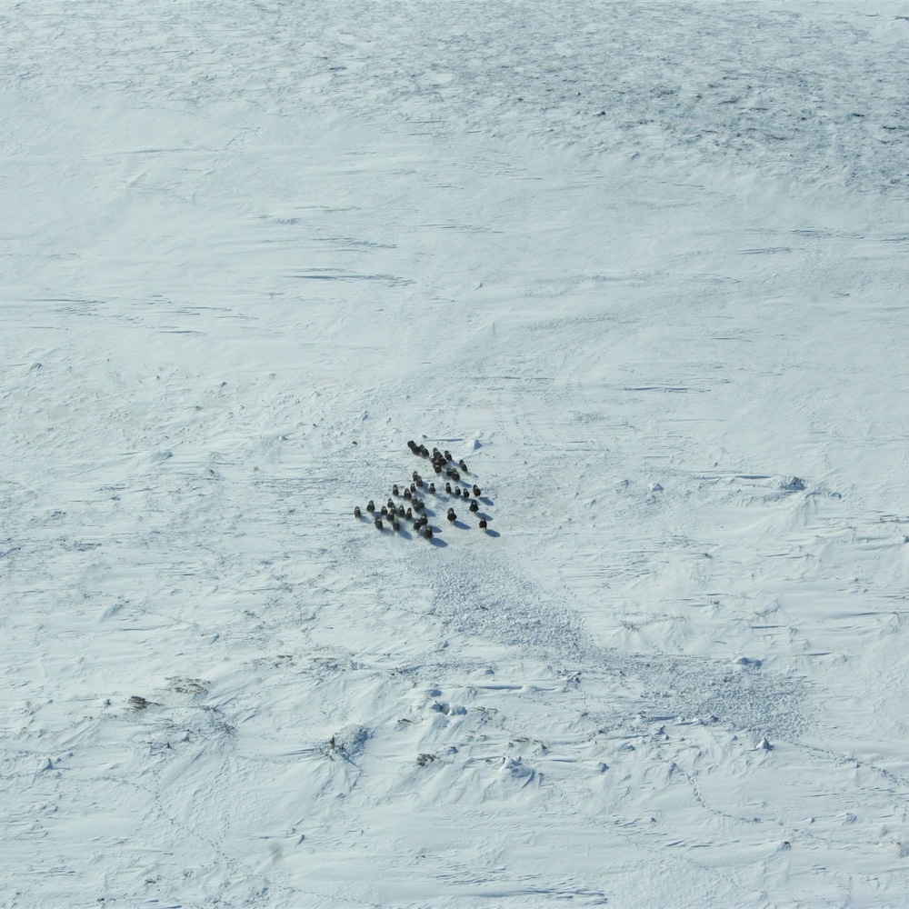 Un troupeau de boeufs musqués vu des airs, sur un fond de neige.