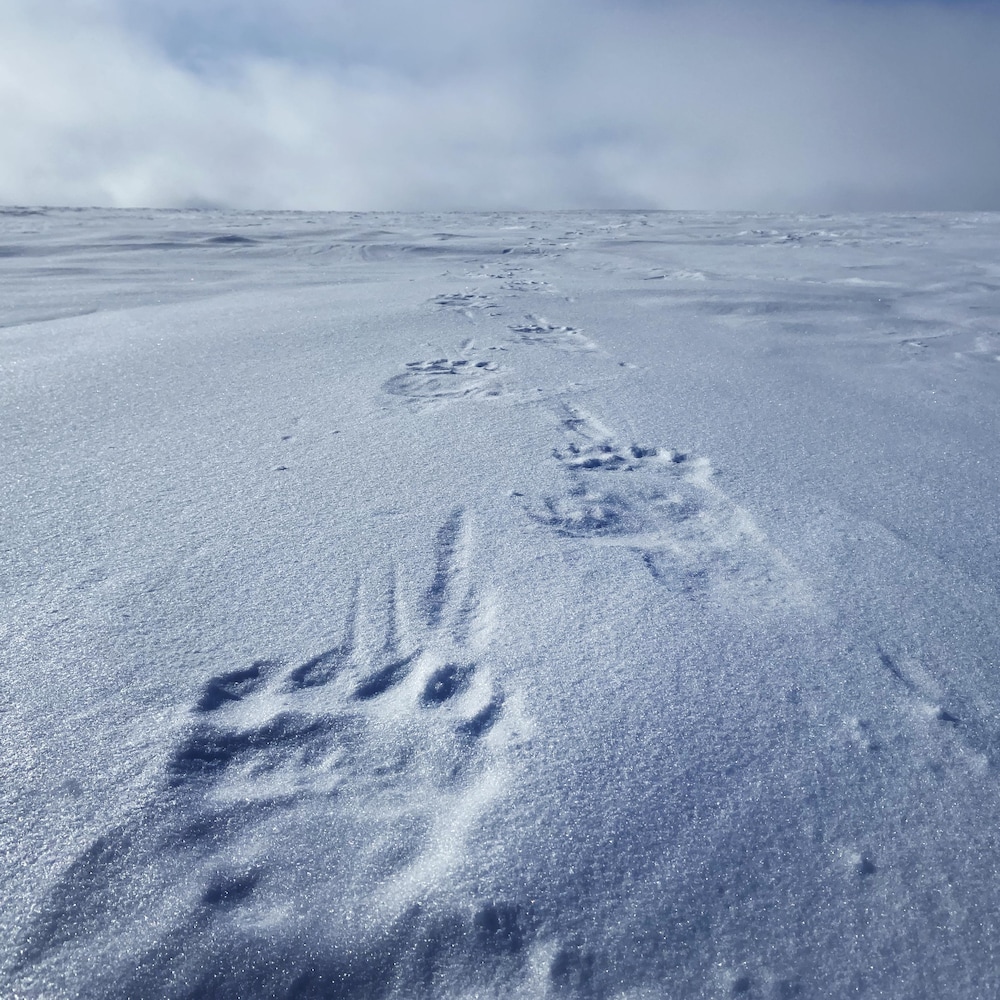 Des traces de pattes d'ours sont imprimées dans la neige.