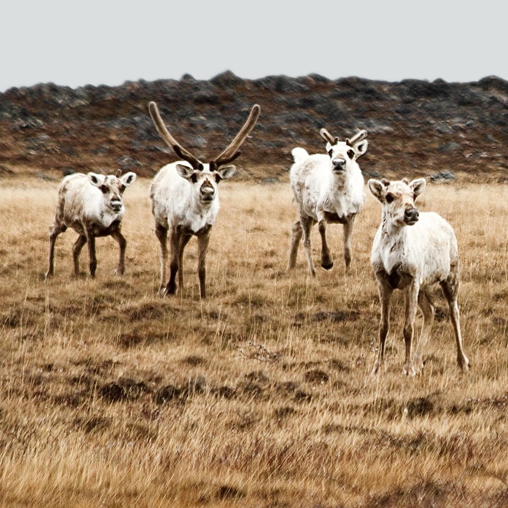 Quatre caribous regardent vers l'objectif de la caméra. Ils sont debout, dans des herbes nordiques.