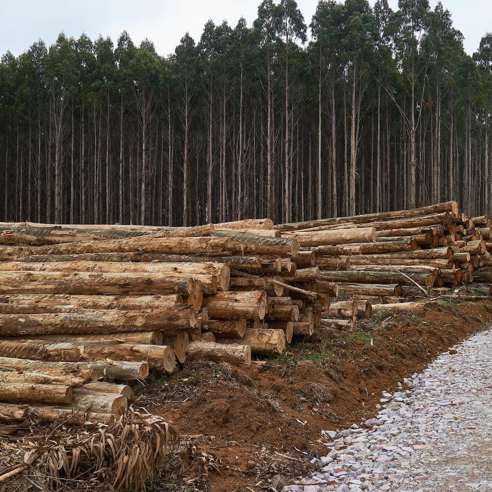 Logs stacked in the forest of Turkin.