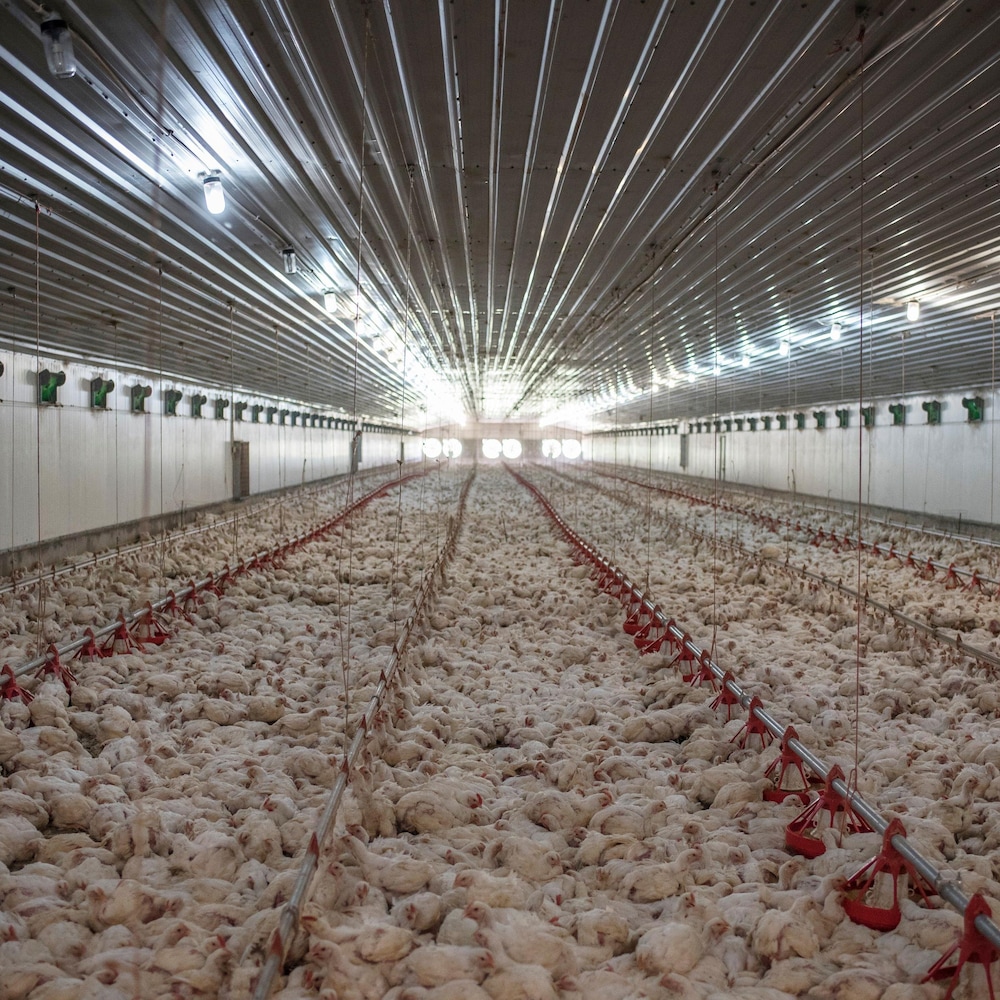 Des centaines de poulets sont entassés dans une ferme d'élevage. 