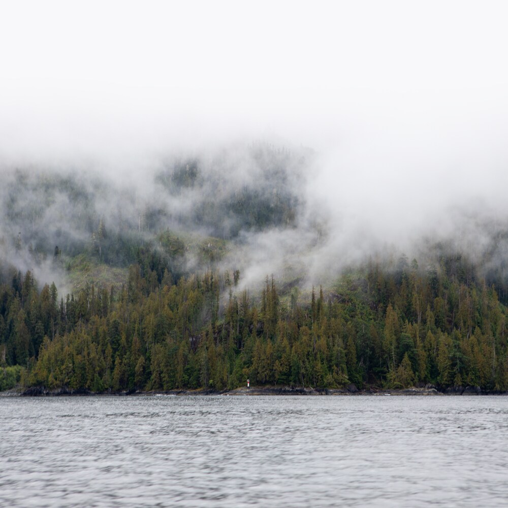 Rivage de l'océan couvert de forêt sous la brume, près de l'île de Nootka, en Colombie-Britannique, fin octobre 2023. 