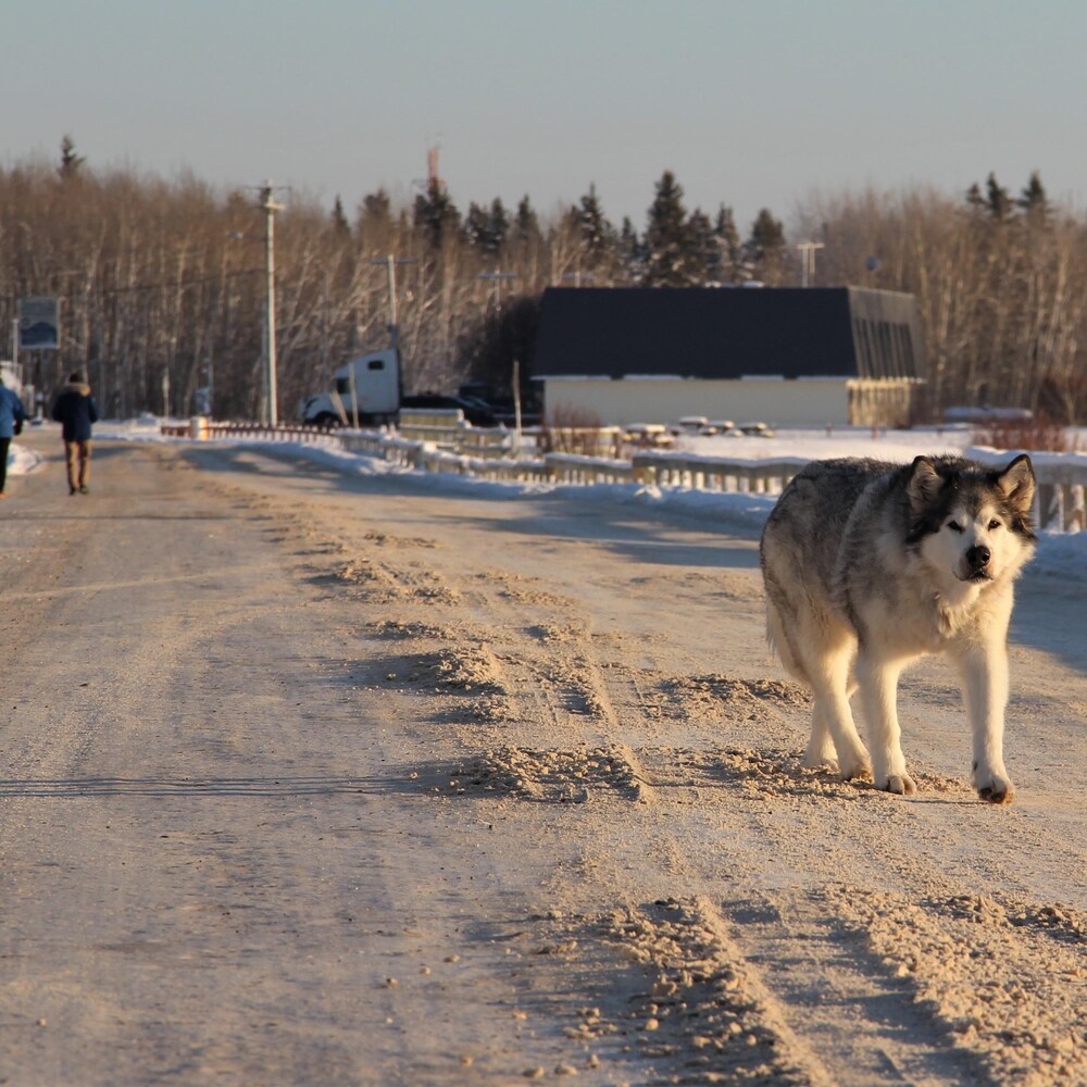 Un chien marche dans une rue enneigée.