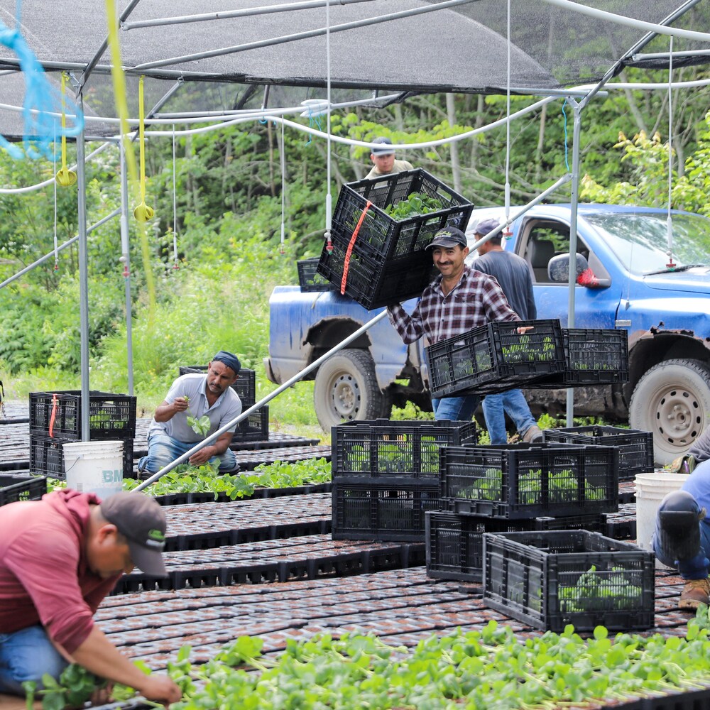 Des travailleurs agricoles saisonniers au travail.
