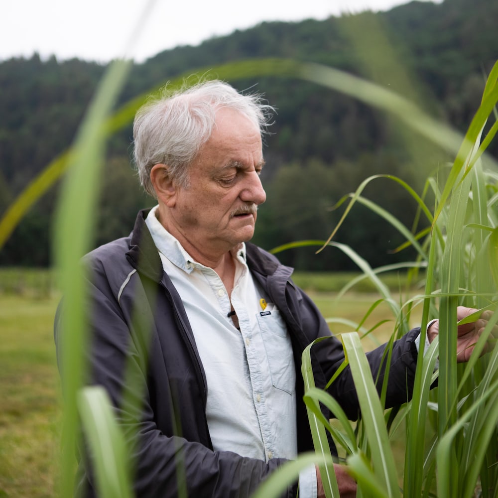 Le scientifique Shabtai Bittman, dehors, en train de regarder des plantes dans un champ, à Agassiz, en juin, en Colombie-Britannique. 