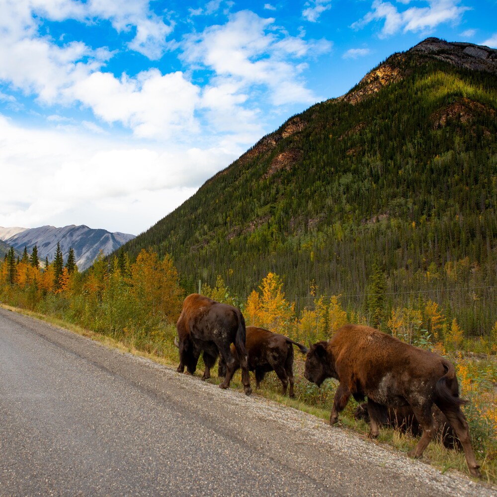 Un troupeau de bisons proche d'une route.