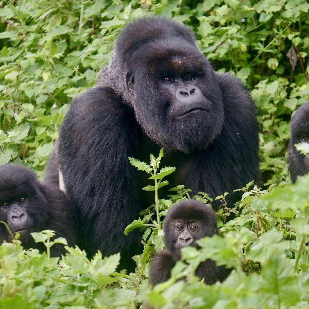 Des gorilles de montagne au Rwanda.