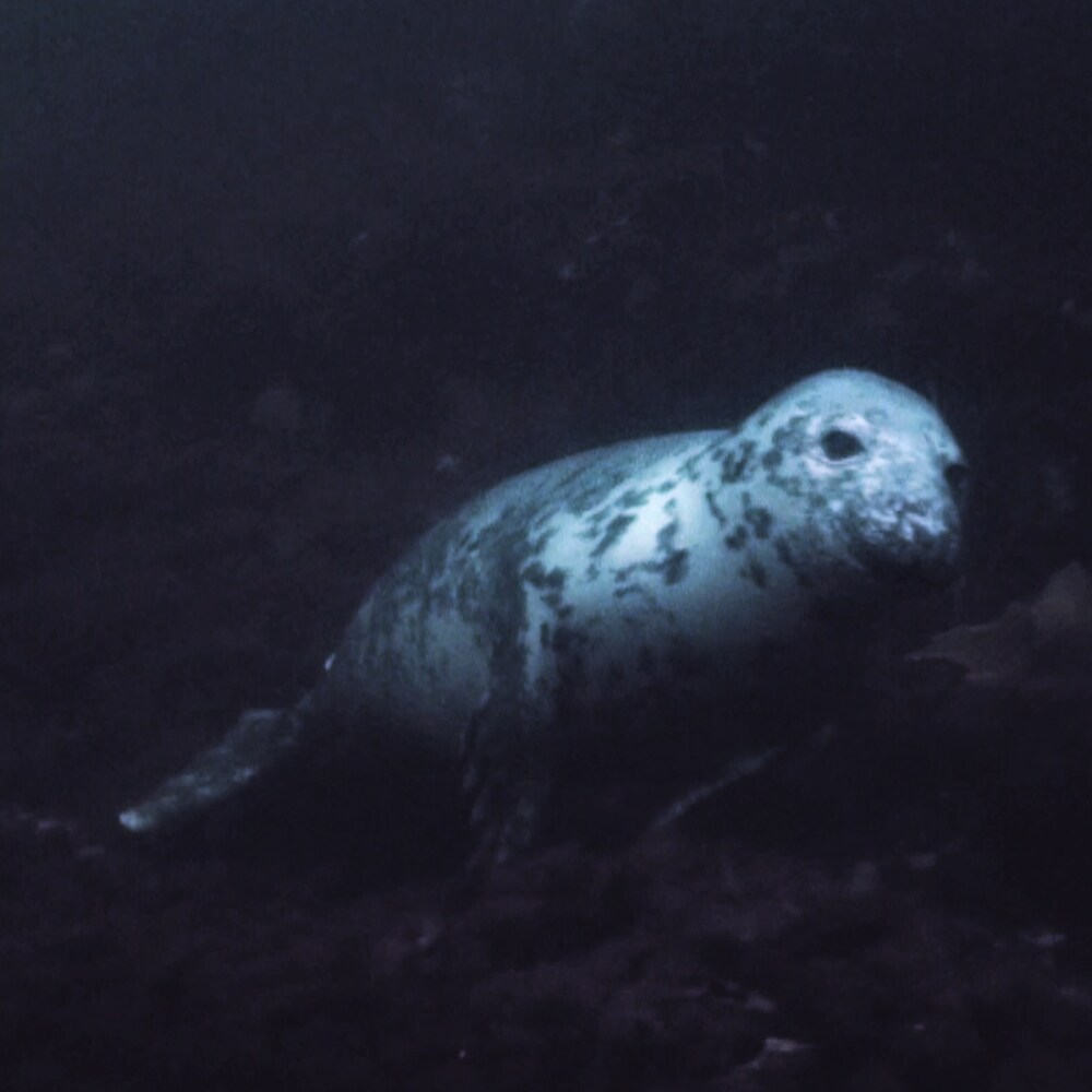 Phoque sous l'eau.