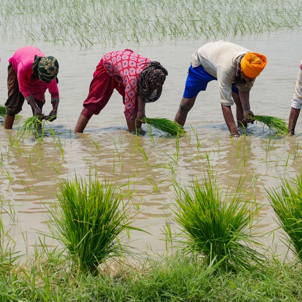 Des travailleurs s'affairent à planter du riz dans une rizière gorgée d'eau à la périphérie d'Amritsar, dans le Pendjab indien.