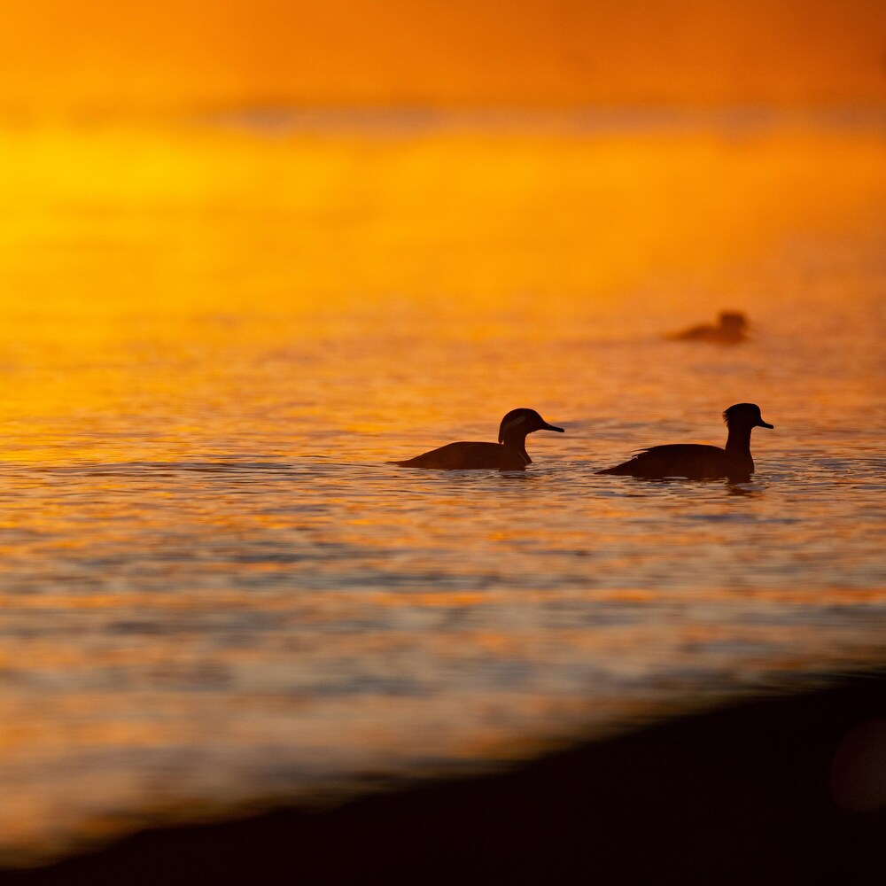 L'océan coloré par le coucher de soleil avec trois canards,  à Cattle Point, une pointe rocheuse située à Oak Bay, tout juste à l'est de la ville de Victoria, en Colombie-Britannique, en décembre 2023. 