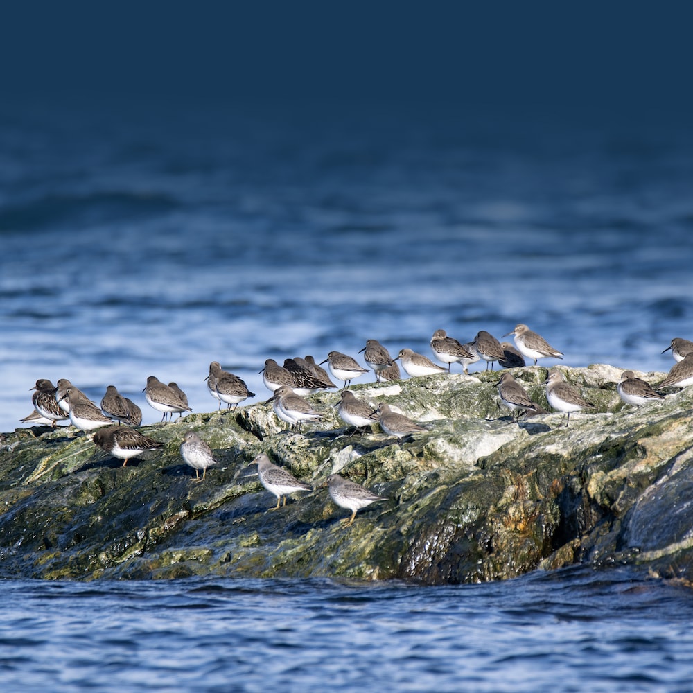 Un banc d'oiseaux sur des rochers dans l'océan, à Cattle Point, une pointe rocheuse située à Oak Bay, tout juste à l'est de la ville de Victoria, en Colombie-Britannique, en décembre 2023.
