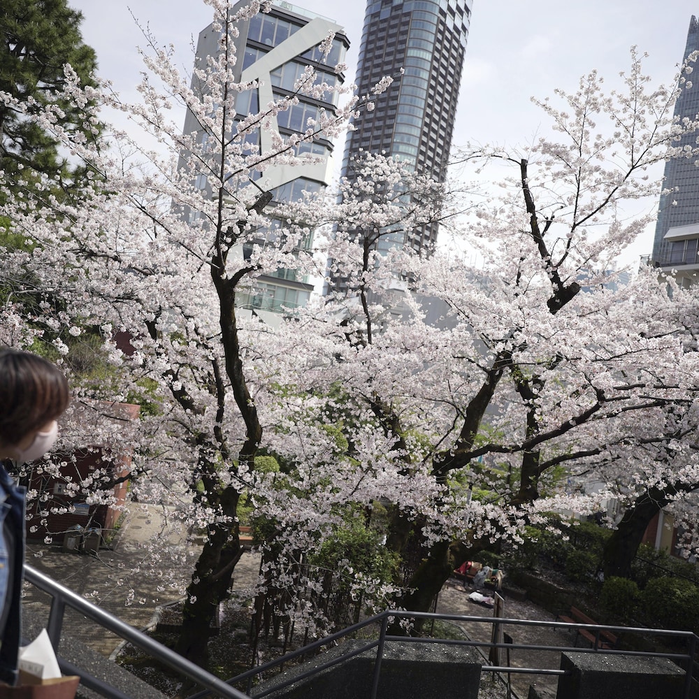 Une femme s'arrête pour admirer les cerisiers de Tokyo, au printemps dernier. 