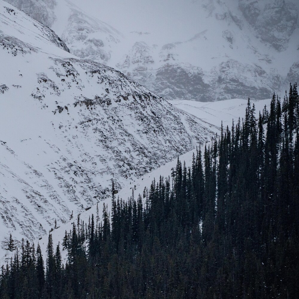 Une énorme montagne couverte de neige avec à l'avant-plan une bande de pins.