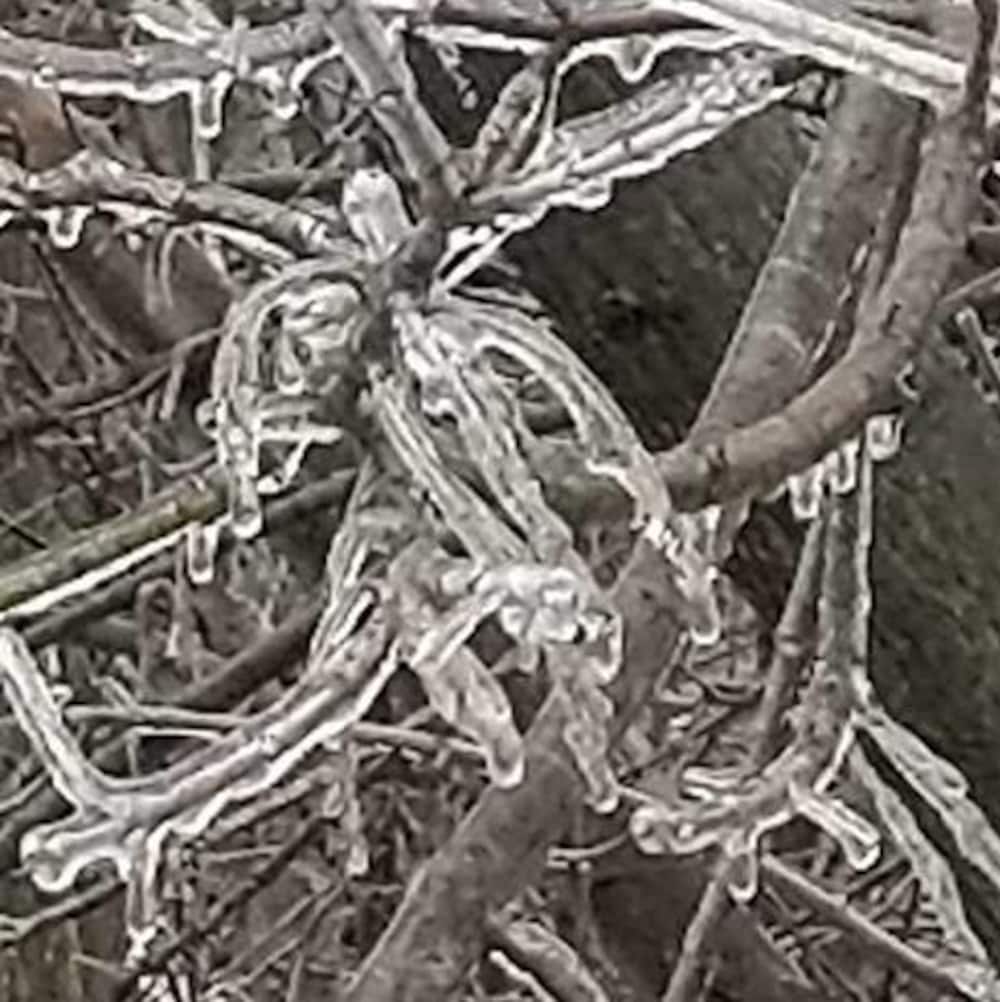 Un arbre dépouillé de feuilles est couvert de verglas.