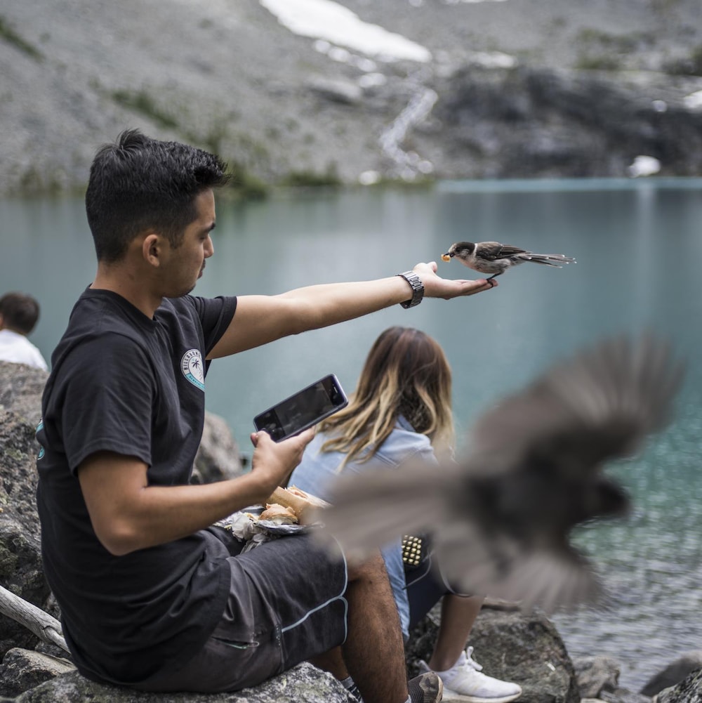 Un homme nourrit un oiseau dans sa main pendant qu'il mange son lunch assis aux abords d'un lac du parc britanno-colombien Joffre Lakes.