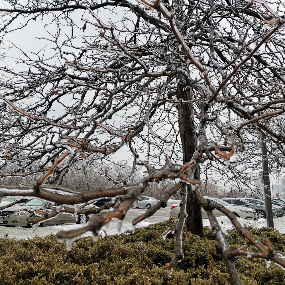 Un arbre couvert de givre.