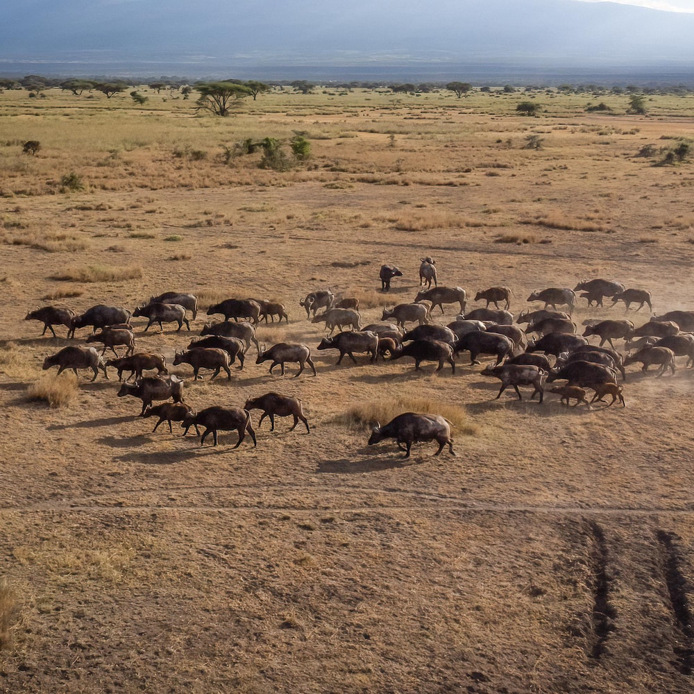 Un troupeau de buffles se déplace dans la savane.