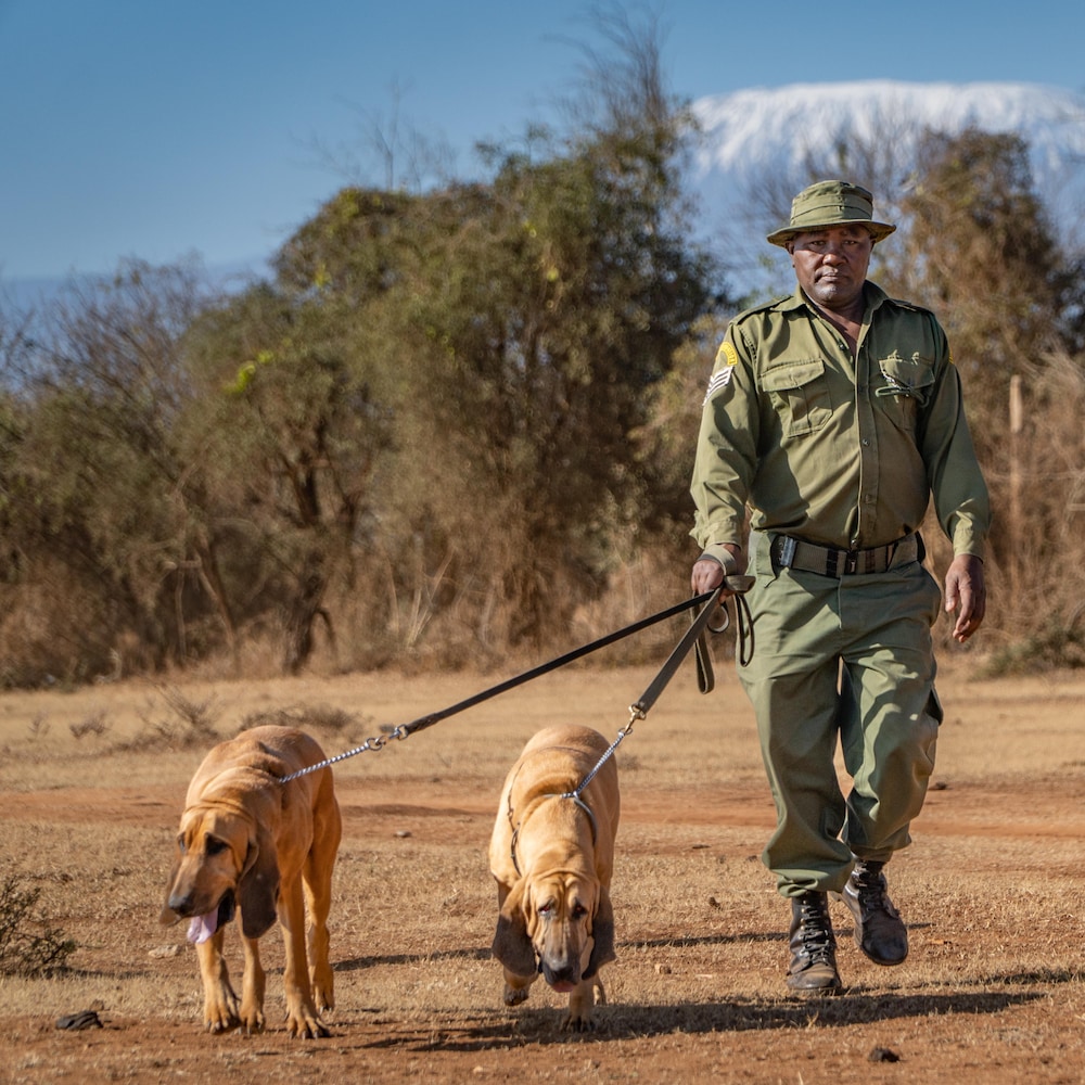 Nicholas Mutinda, chef de l’unité canine, et un collègue parcourent la savane avec deux chiens.