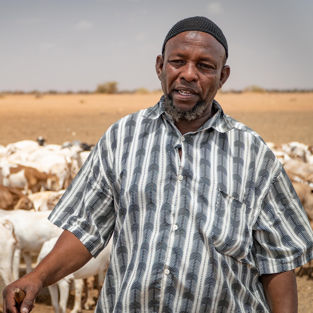 Ibrahim Buroya, devant son troupeau.