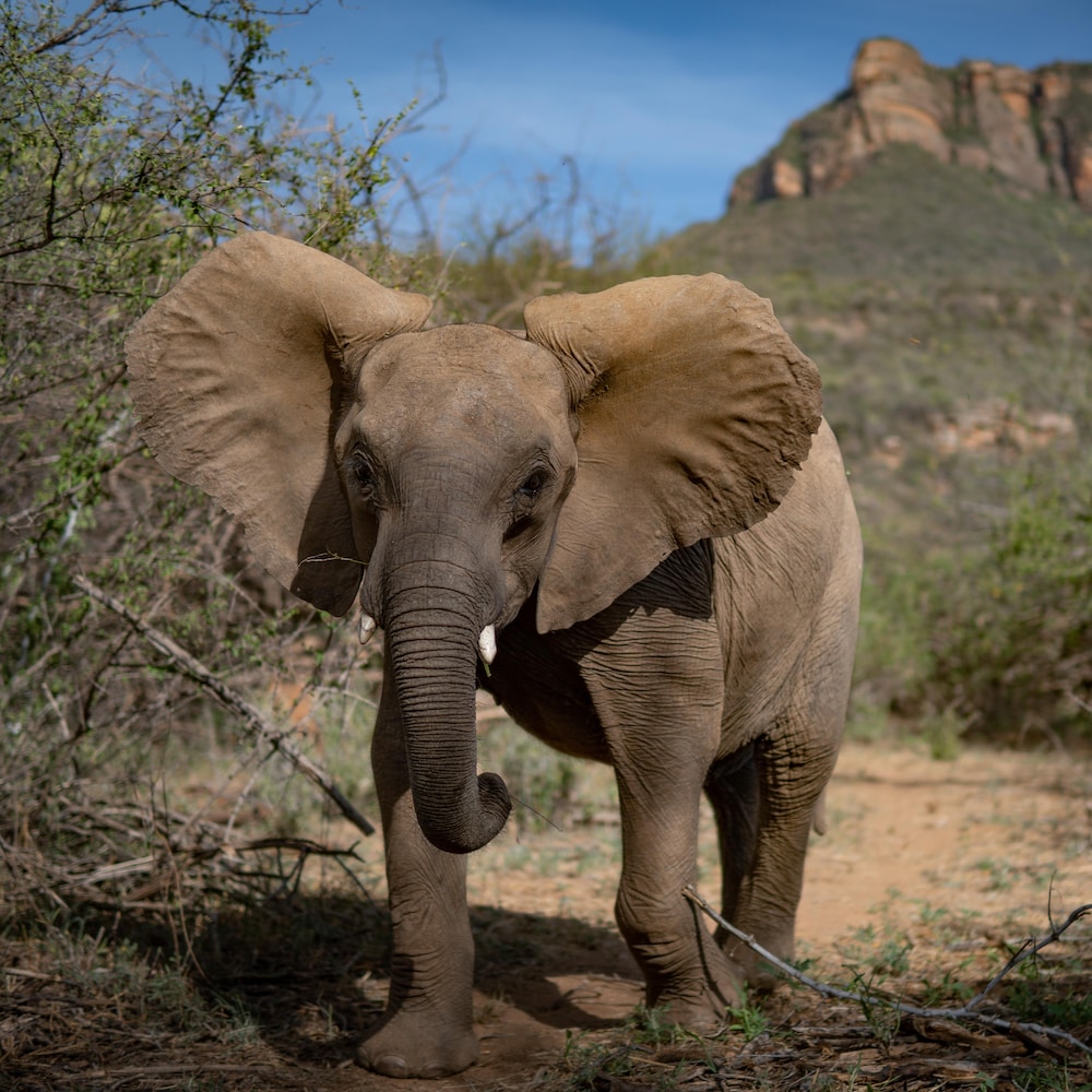 Un éléphanteau près de buissons.