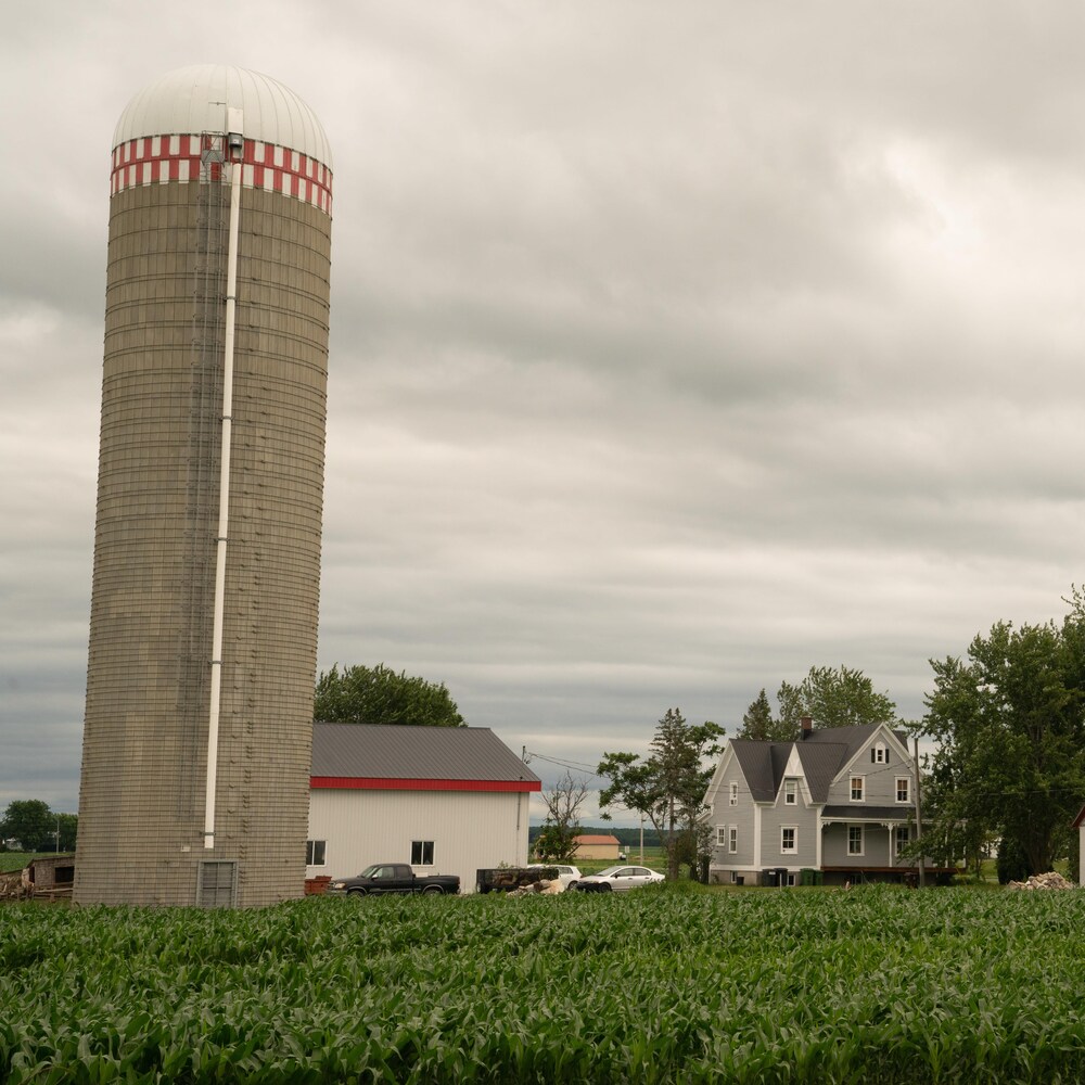 Un silo solitaire est  planté à gauche de image. Un garage de tôle, la maison familiale et la grande centenaire s'enfilent vers la droite. En avant-plan se trouve le champ de maïs.
