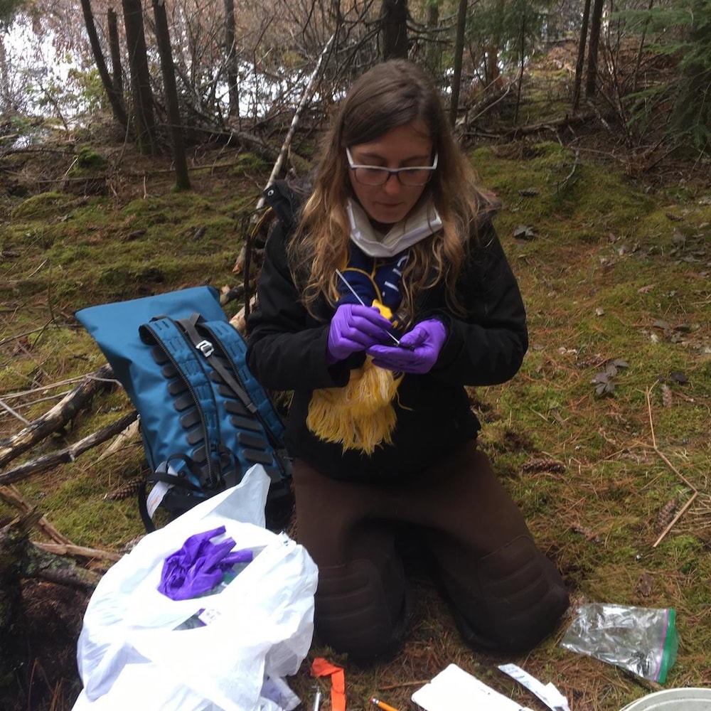 Une scientifique sur le terrain en train de prendre des échantillons de peau d'amphibiens.