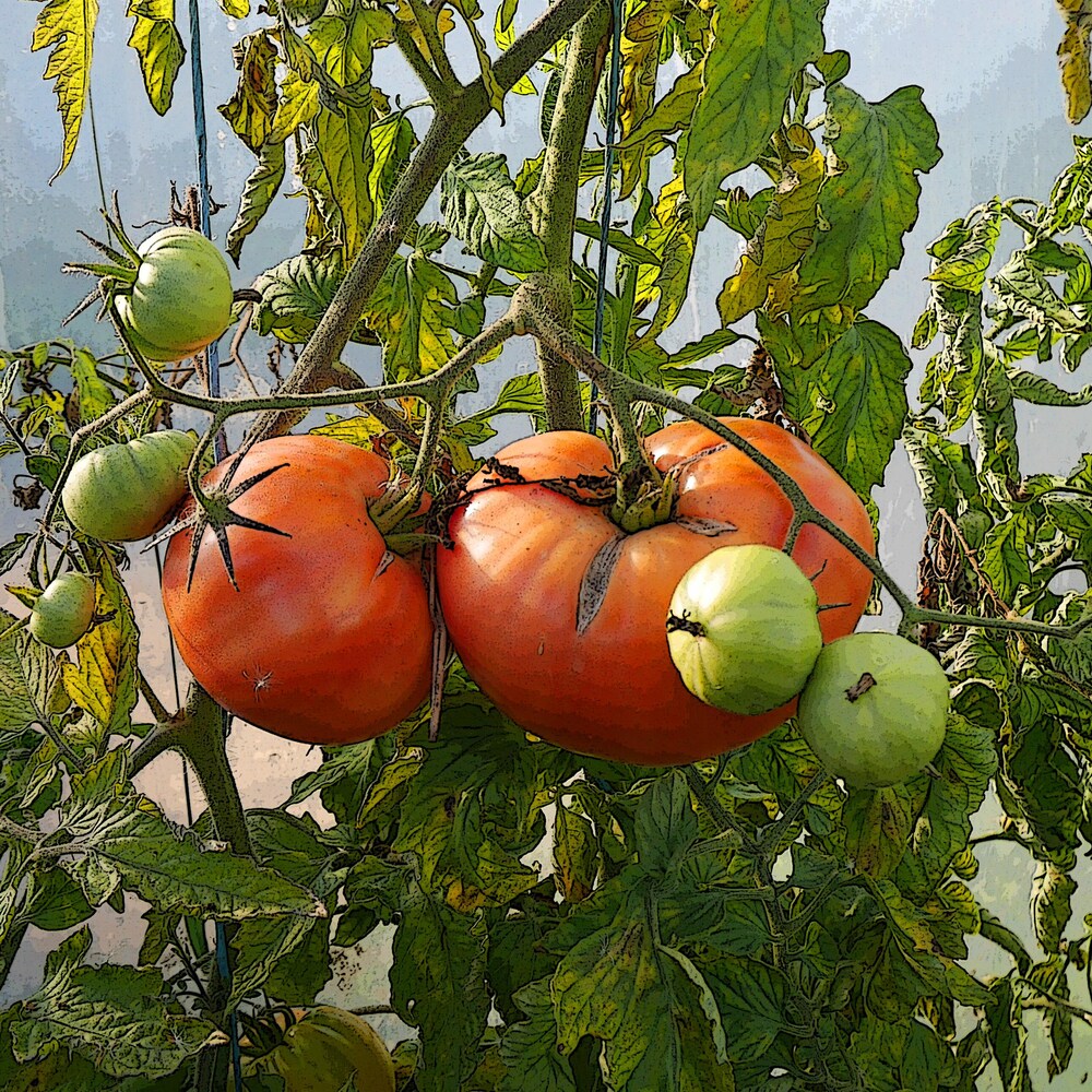 Des tomates poussent dans une serre.